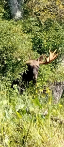 Messenger creation 4930B2AB-AEC4-4E87-B420-EE744F29EE83